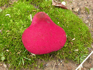 Fistulina hepatica