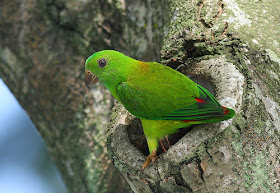 Small parrot species