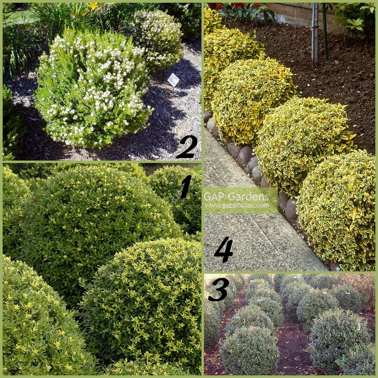 Le Jardin Des Grandes Vignes Buxus Ou Lonicera Nitida