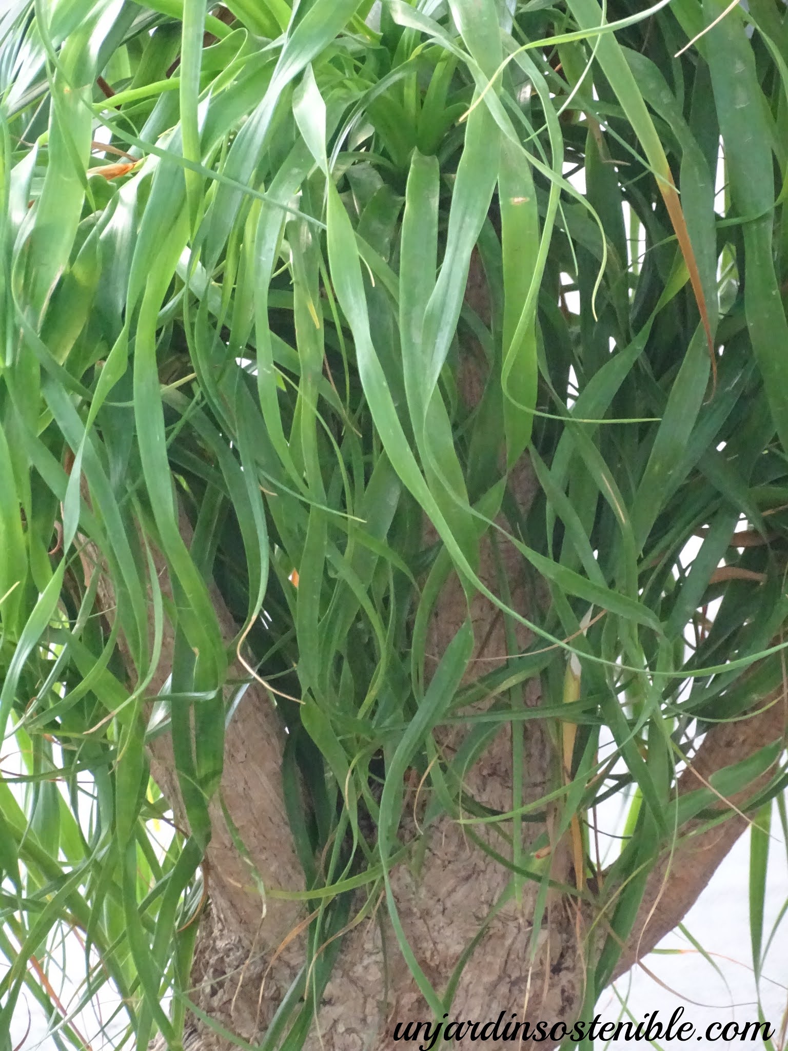 370 Beaucarnea Recurvata Foto Stock, Immagini E Fotografie Royalty-free - IStock - Foto 4