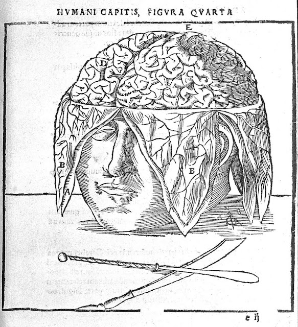 Анатомирование головы XVI века