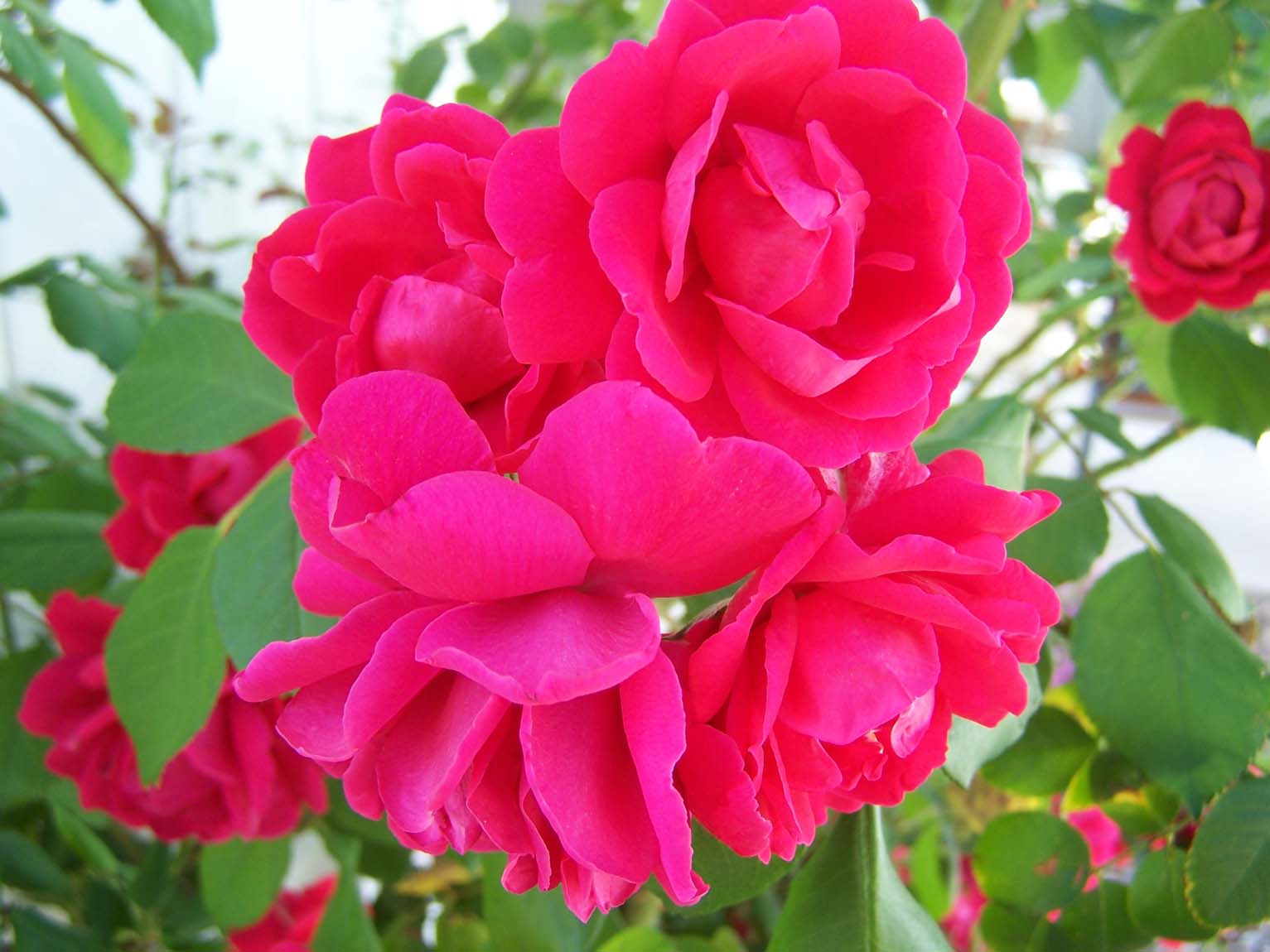 Treasures-n-Textures: Mild Spring = Beautiful Roses