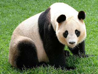 Panda, Giant Panda, Panda Animal http://stockphototops.blogspot.com/