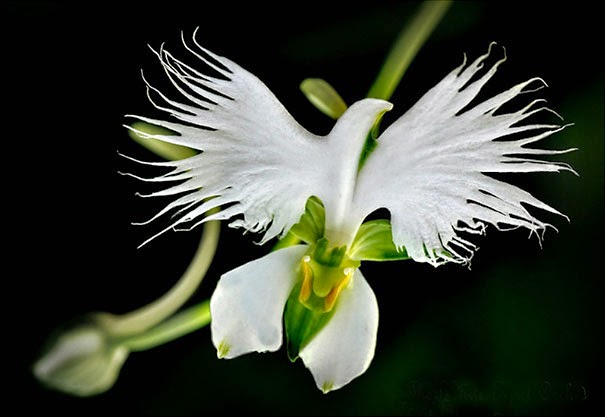 White Egret Orchid (Habenaria Radiata) - 17 Flowers That Look Like Something Else