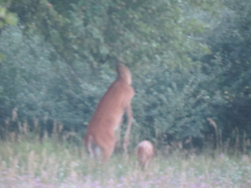 buck taking apples off a tree