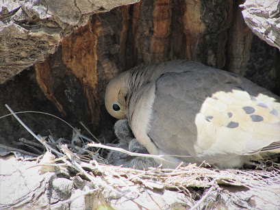 Mother Dove with Babies Photo