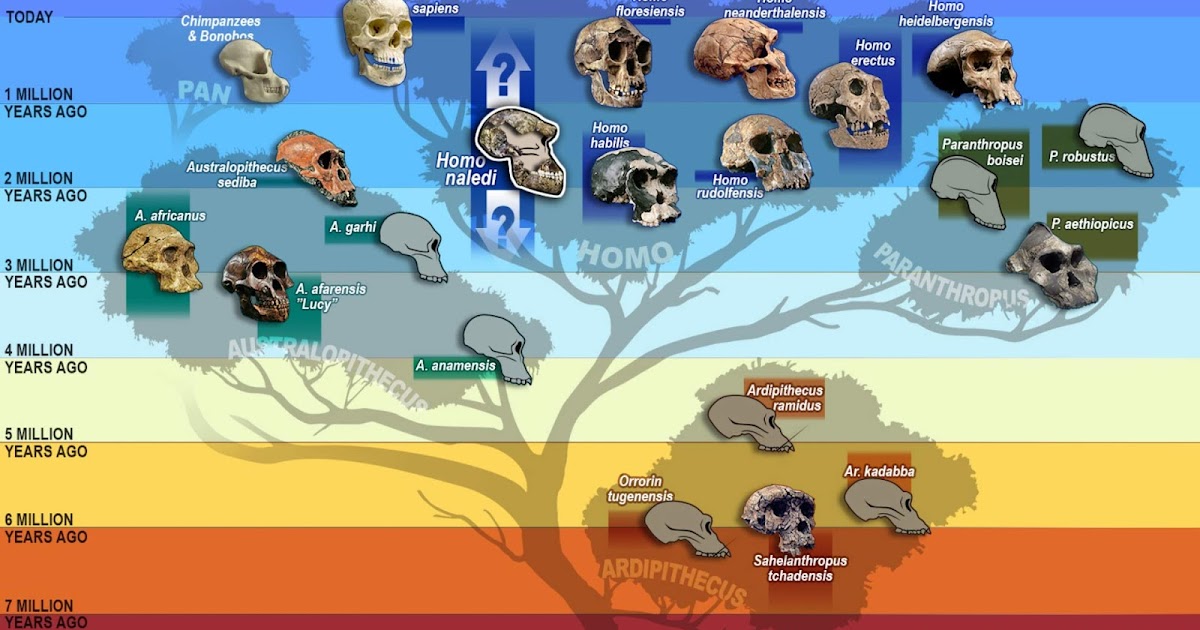Prehistoria Homo Sapiens Cronolog a prehistoria-homo-sapiens-cronolog-a
