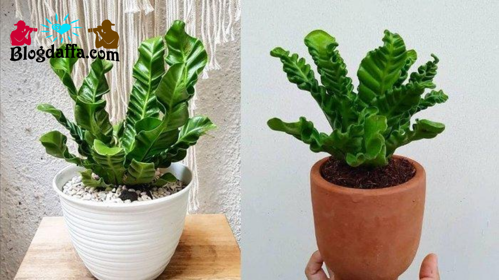 Serba Serbi Tanaman Hias Kadaka Jenis Sampai Cara Merawat Kadaka Salah Satu Jenis Tanaman Hias Termahal Di Indonesia Blogdaffa Com