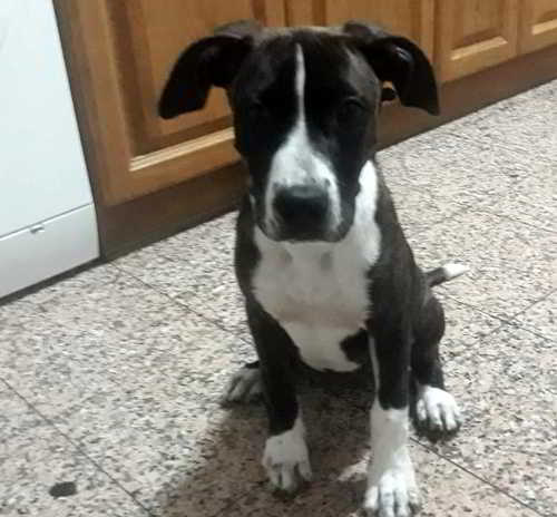 Nala, cachorra de Stanford en adopción - Burgos(ES)