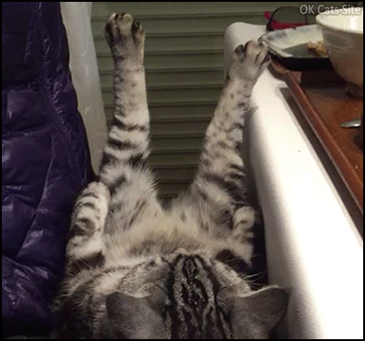 Funny Cat GIF • Cute cat chilling and relaxing like a Boss after a hard day’s work