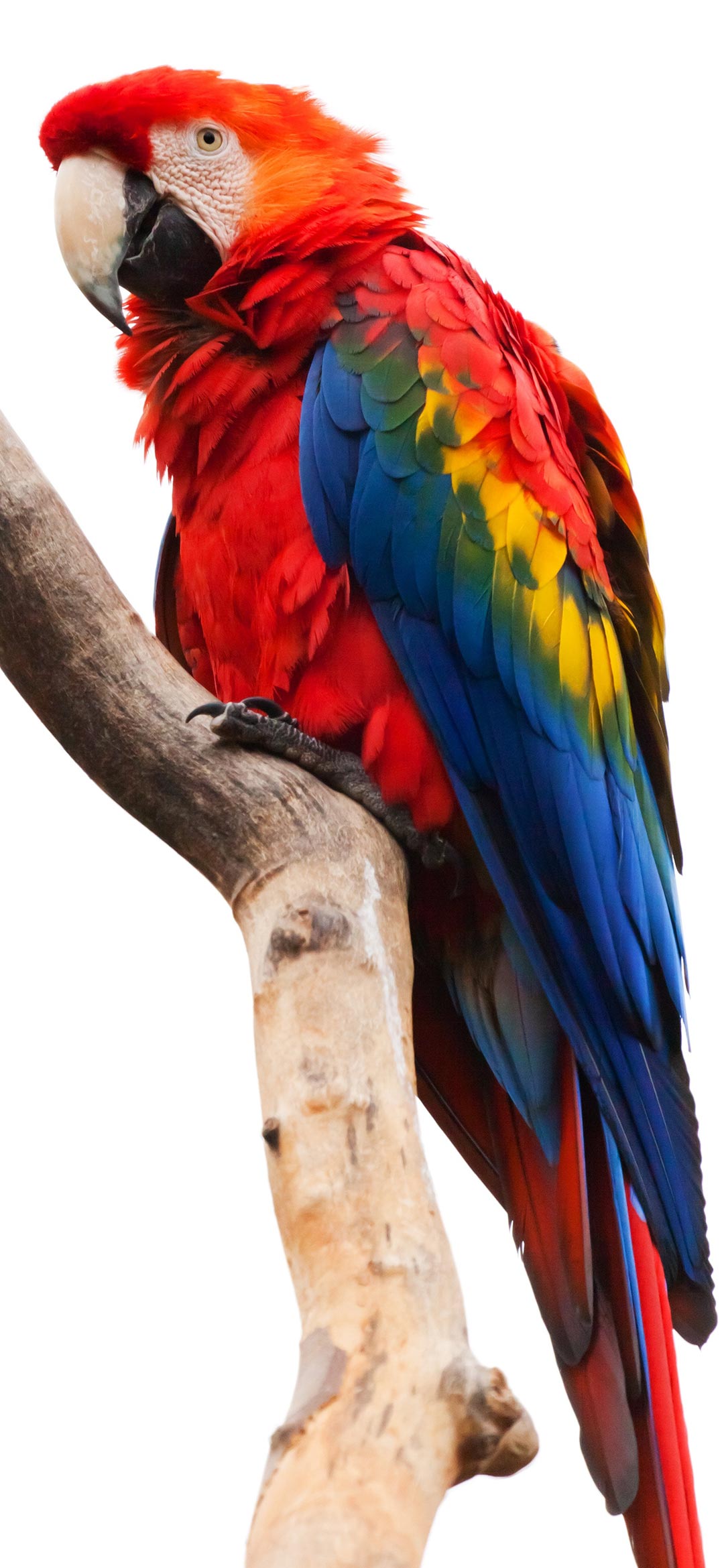 red-parrot-wallpaper