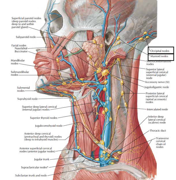 Human Anatomy Lessons: Lymphatic Drainage of Head & Neck