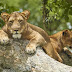Queen Elizabeth National Park, Uganda: The Complete Guide