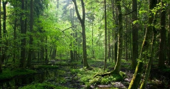Klasifikasi Sumber Daya Alam Berdasarkan Sifat Potensi Jenis Lokasi Dan Daya Pakainya Portal Kelas