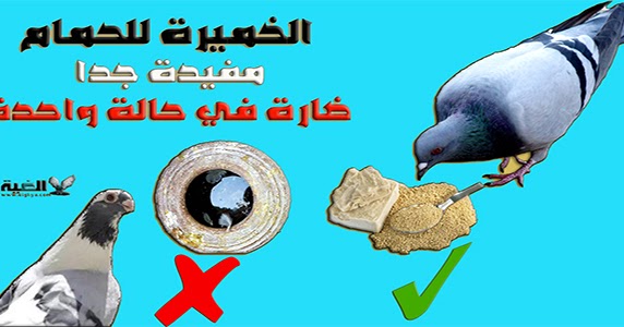 فوائد الخميرة للحمام وكيفية استخدامها الغية