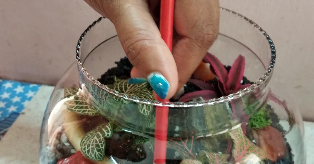 Pebbles Terrarium Blog Hyderabad Terrarium