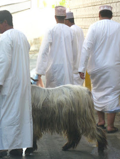 Habta, Fanja, 2008. Goat about to enter a car.
