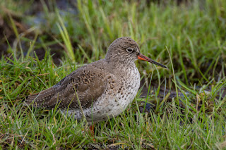 Rotschenkel Naturfotografie Wildlifefotografie Tierfotografie Nikon