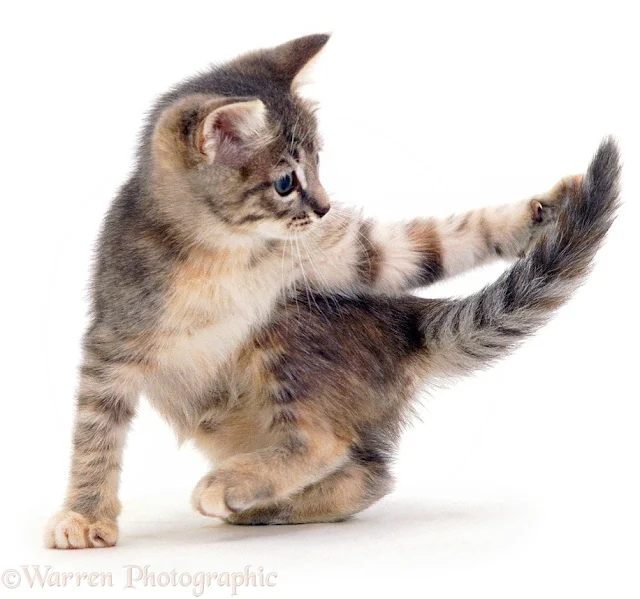 Kitten plays with tail