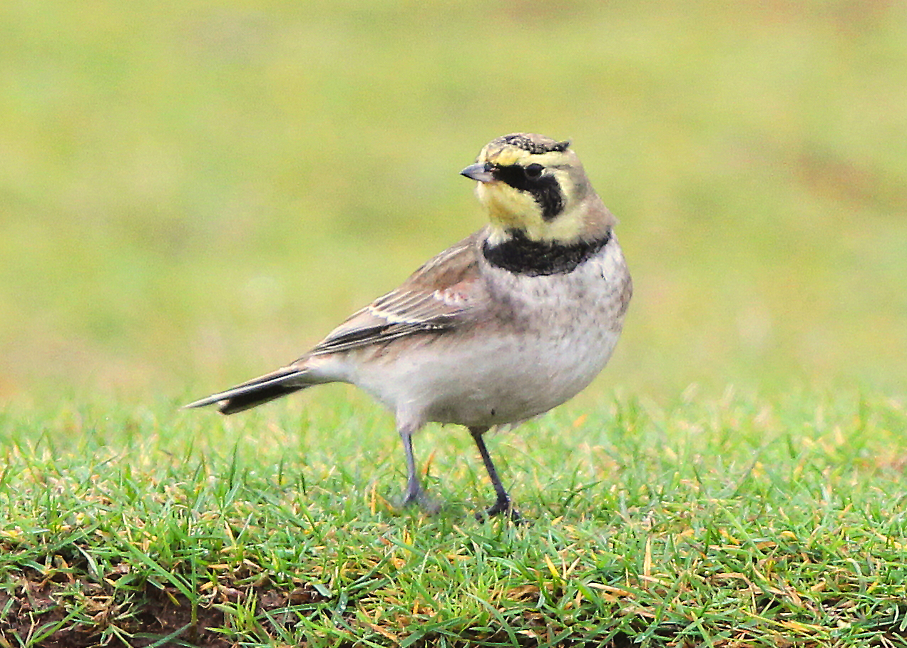 South Wales Birding. Herefordshire Birds Shore Llark