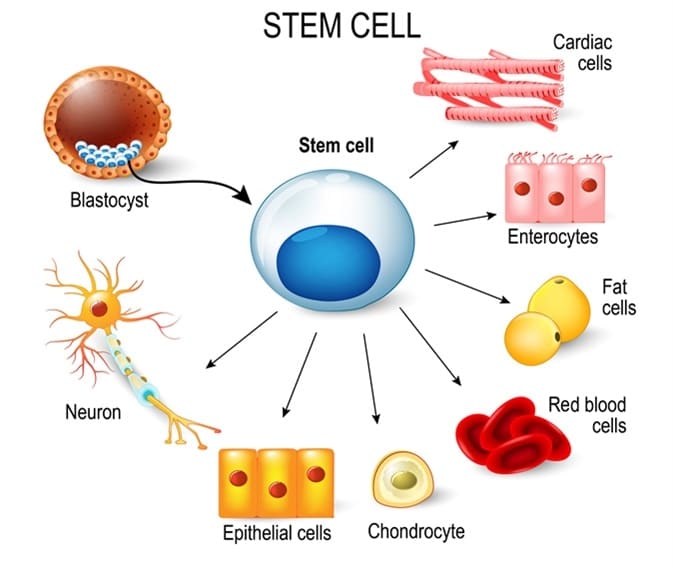 What is Regenerative Cell Therapy?