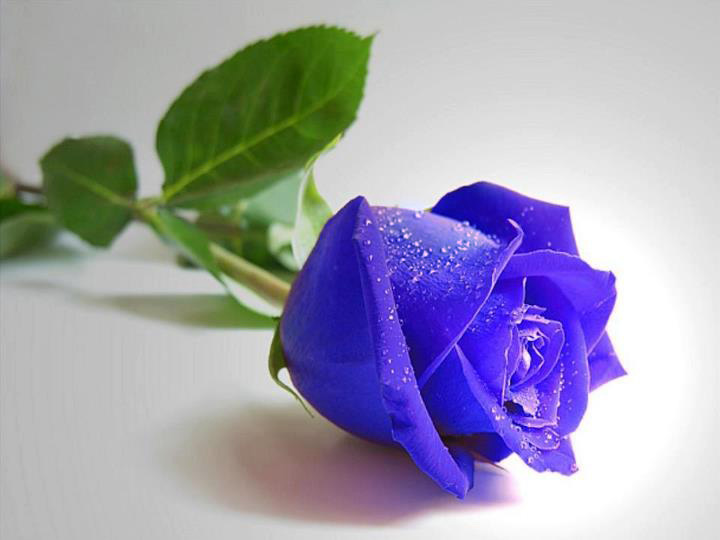 Shiny Purple Blue Rose with Leaves Artline Feel The Creation!