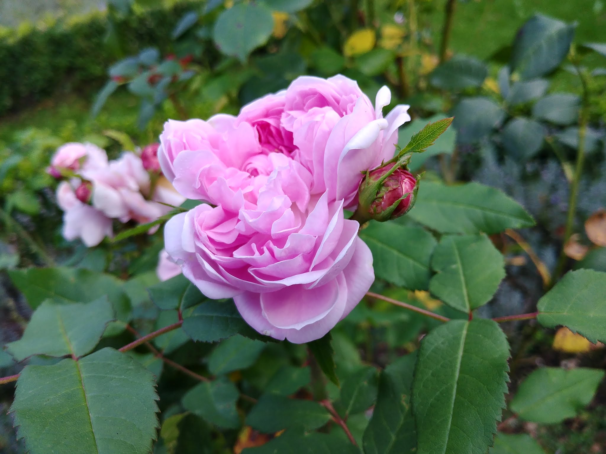 25+ schön Fotos Wann Kann Man Rosen Pflanzen - Rosenpflege Die Sieben