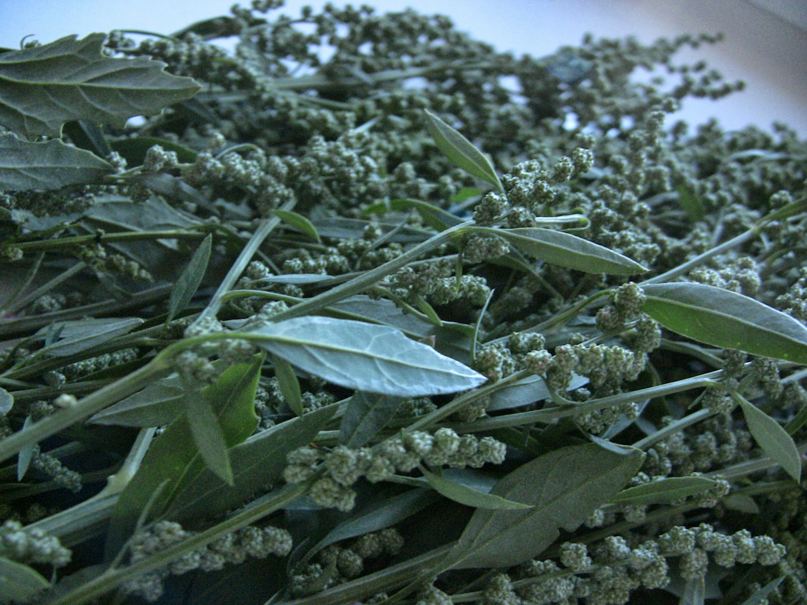 Bethany Likes Cheese Foraging 101 Lambsquarter (Pigweed)