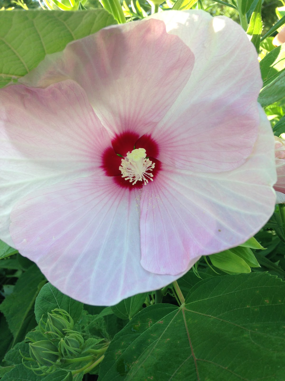 Linen & Silk Letters From My Garden