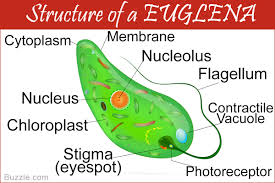 Zeologe Knowledgeable