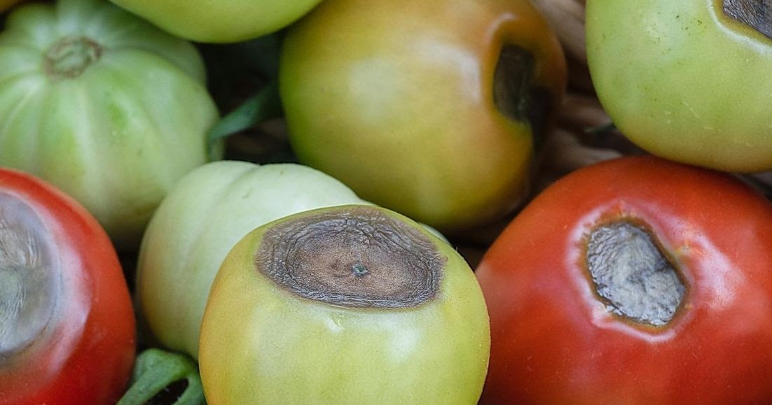 Why are my tomatoes rotting on the vine? Feathers in the woods