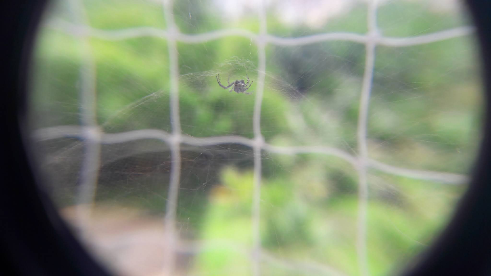 My Balcony Ecosystem Spiders Gallery