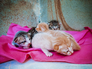 Newborn Kittens Open Sleepy Eyes On Cloth Tired Moving Looking For Mom North Bali Indonesia
