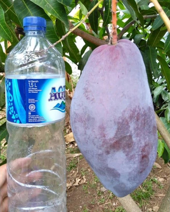 Bibit tanaman mangga red emperor VALID BELI 3 BONUS BIBIT ANGGUR Pasuruan