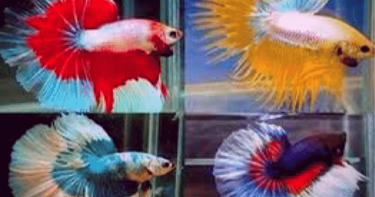 Tetap Produktif di Masa Pandemi, Penjaga Kolam Renang ini Bangkit dari