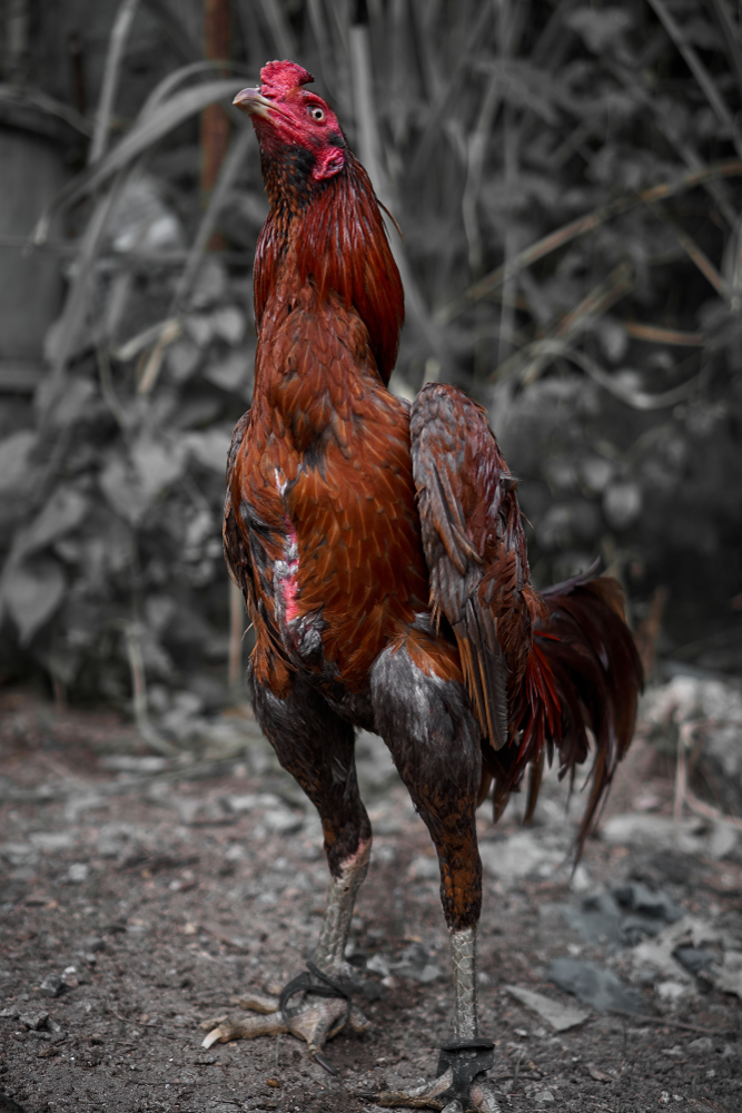 Pil Kita Untuk Ayam Aduan