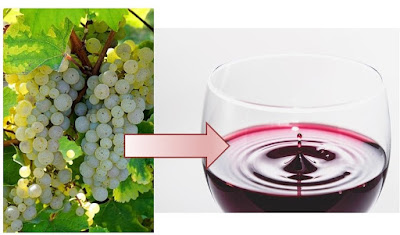 Una forma de experimentar cómo cambia el sabor con la fermentación, es realizando la cata de uvas blancas vs el vino rojo. De uvas blancas a vino.