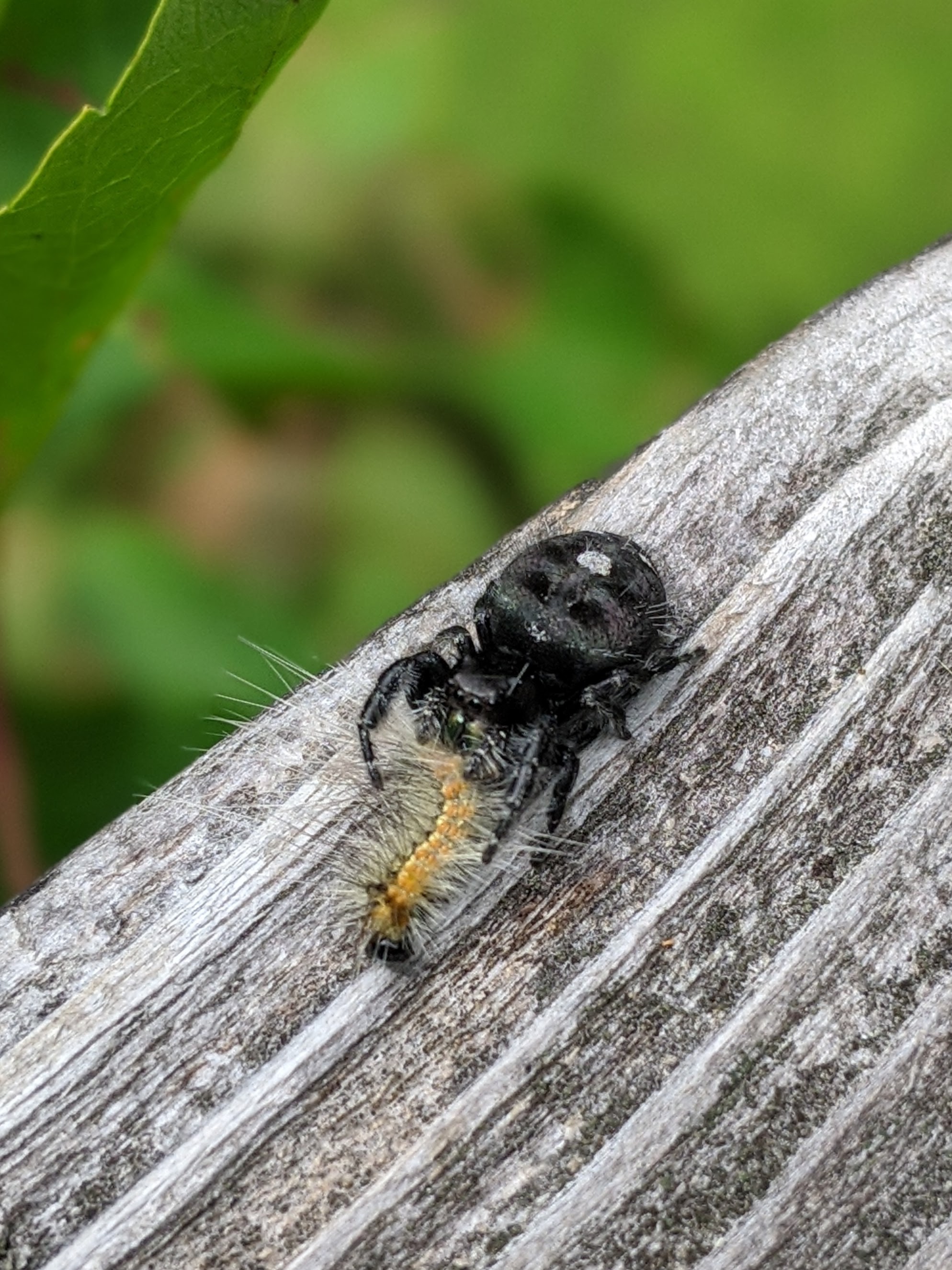 Vignettes:: Itsy Bitsy Spiders