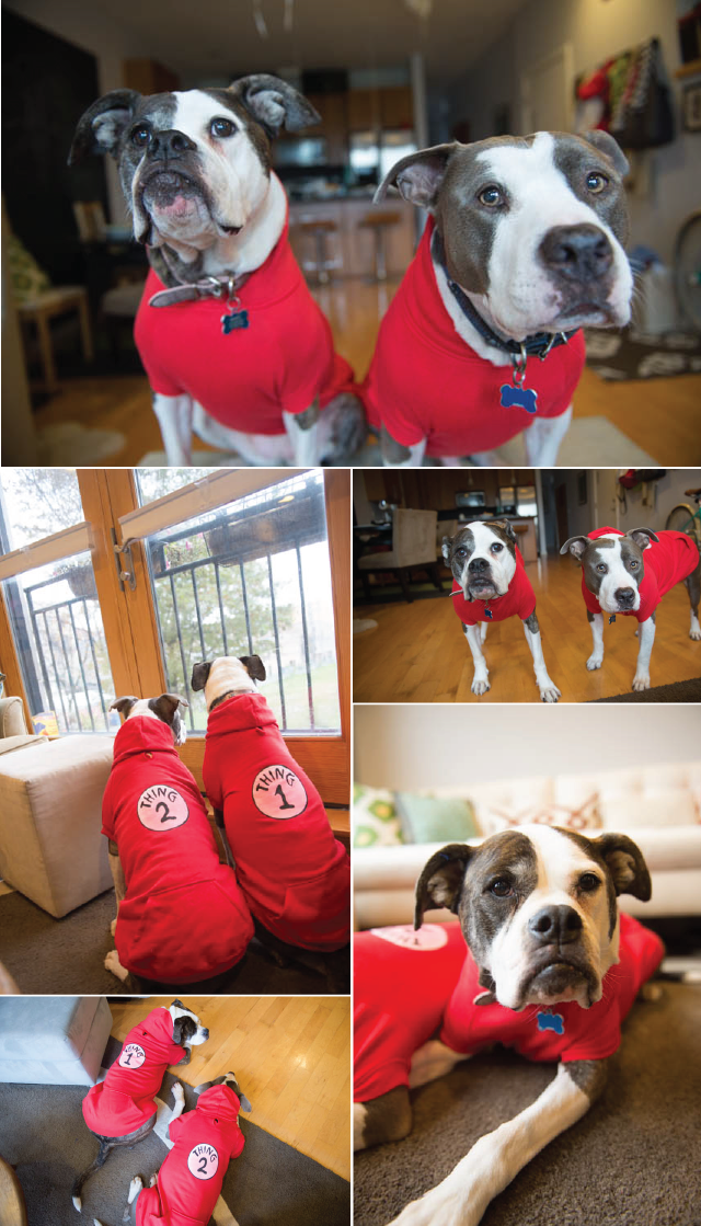 Two Pitties in the City: Halloween Costume Guide: Using Existing Dog ...