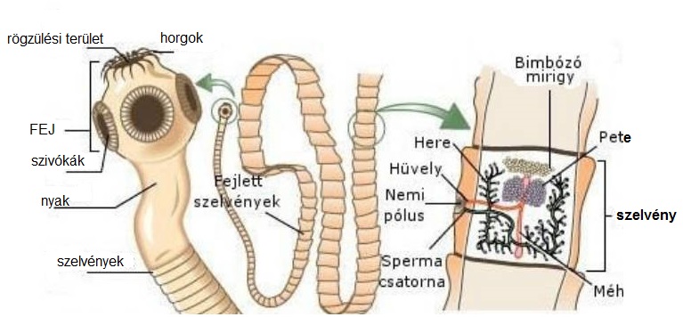 Belső élősködők, amelyek az emberre is veszélyesek lehetnek