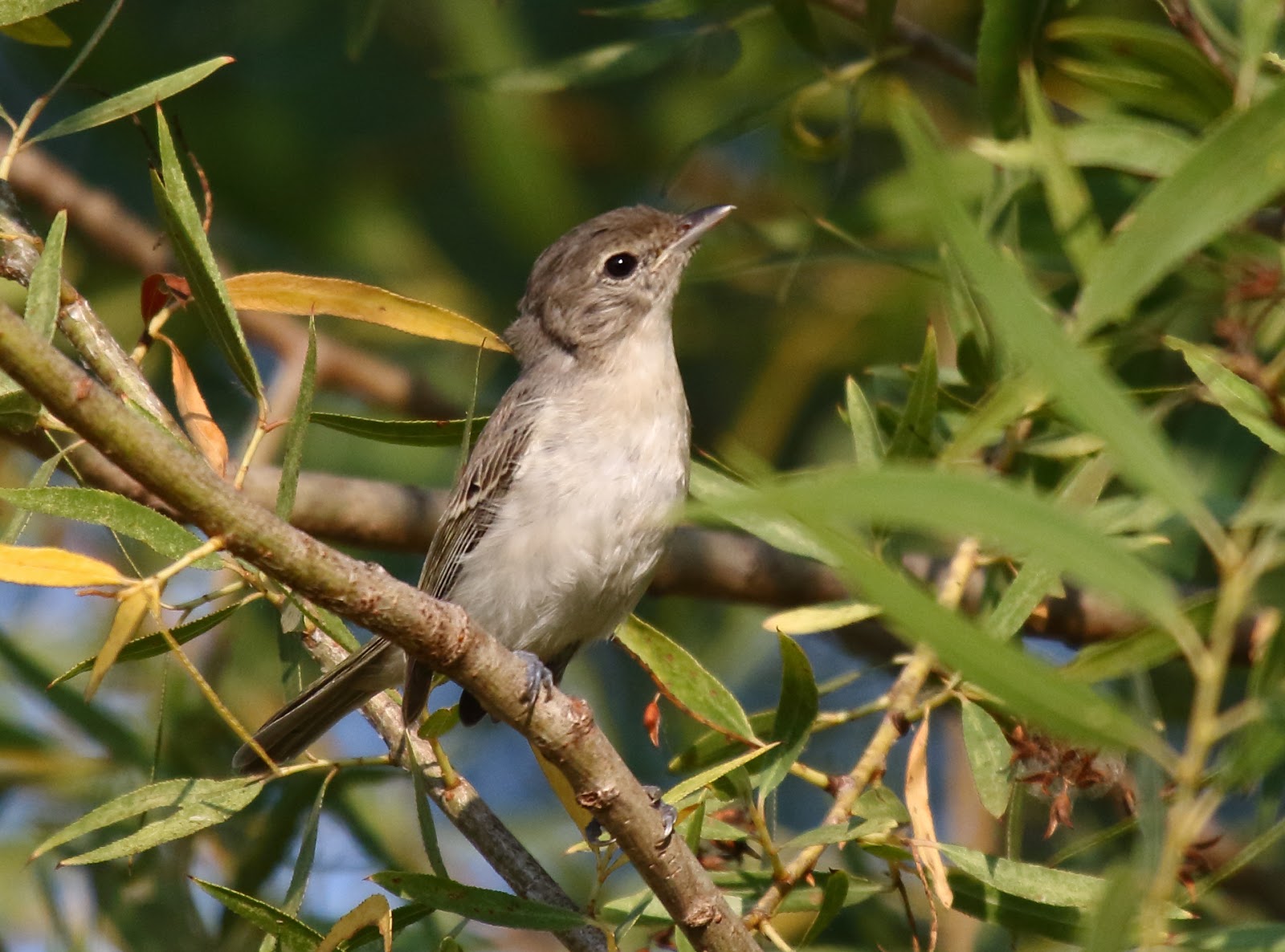 Bell's Vireo at Kit Carson Park Greg in San Diego