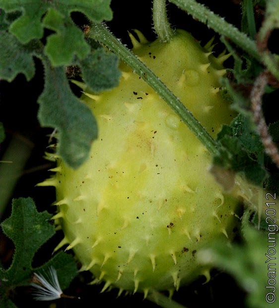 Natures World of Wonder Wild Gourd (Cucumis zeyheri)
