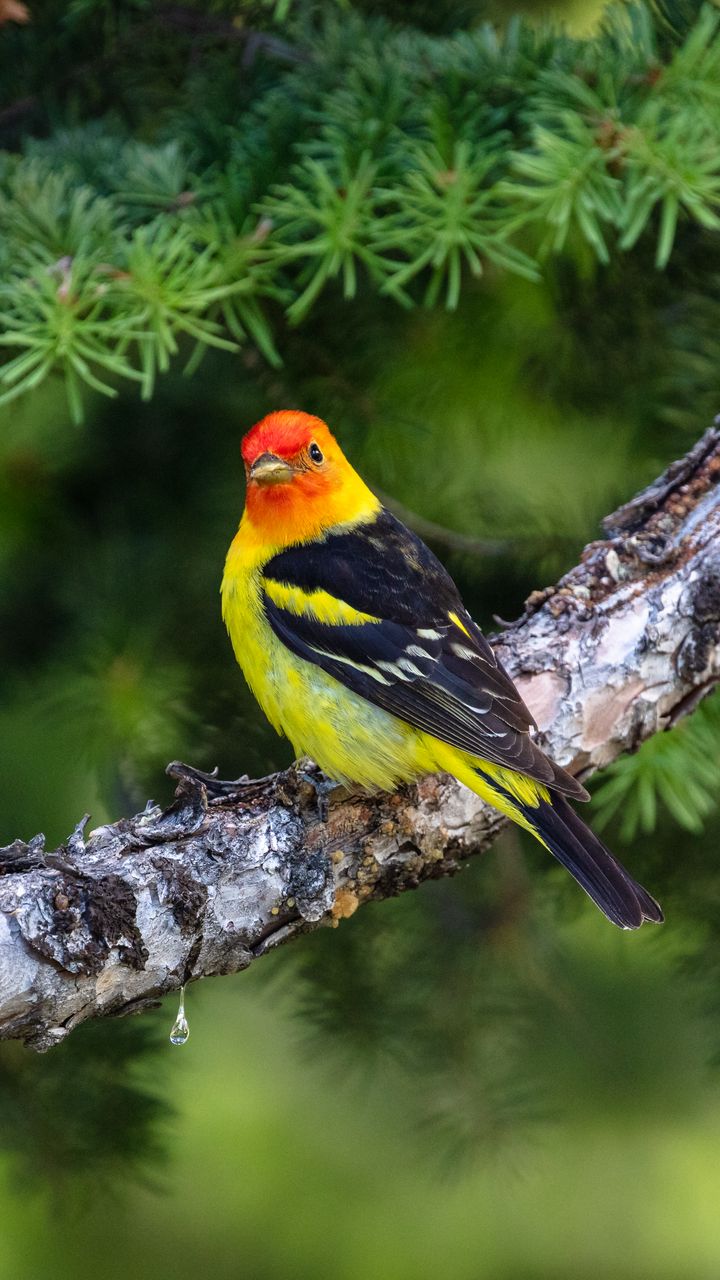 Tải xuống APK Chim Hình Nền Động cho Android