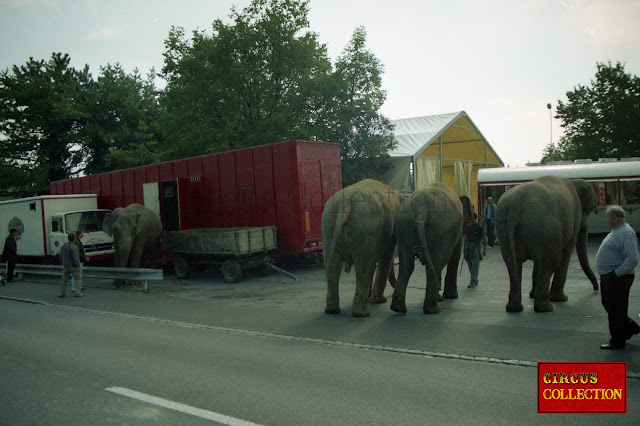 les éléphants du cirque Louis Knie 