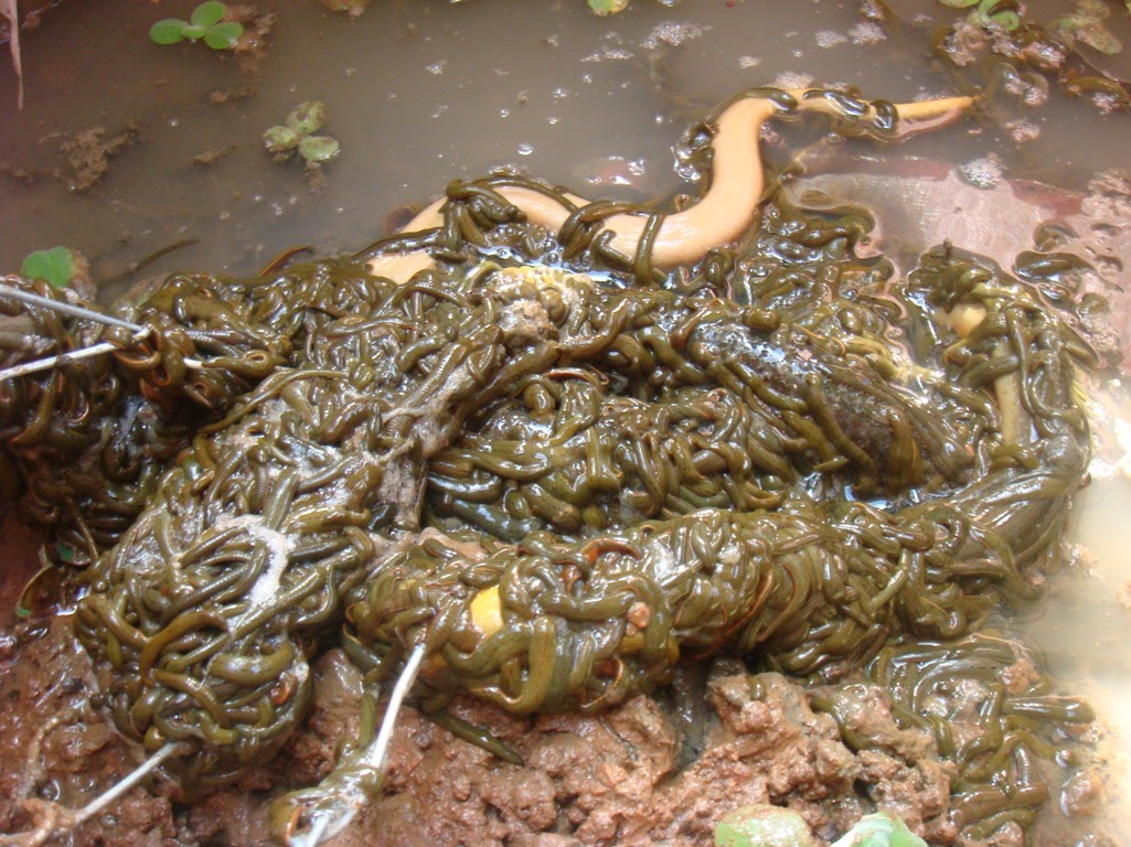 Obat Terapi Ikan Garra Rufa