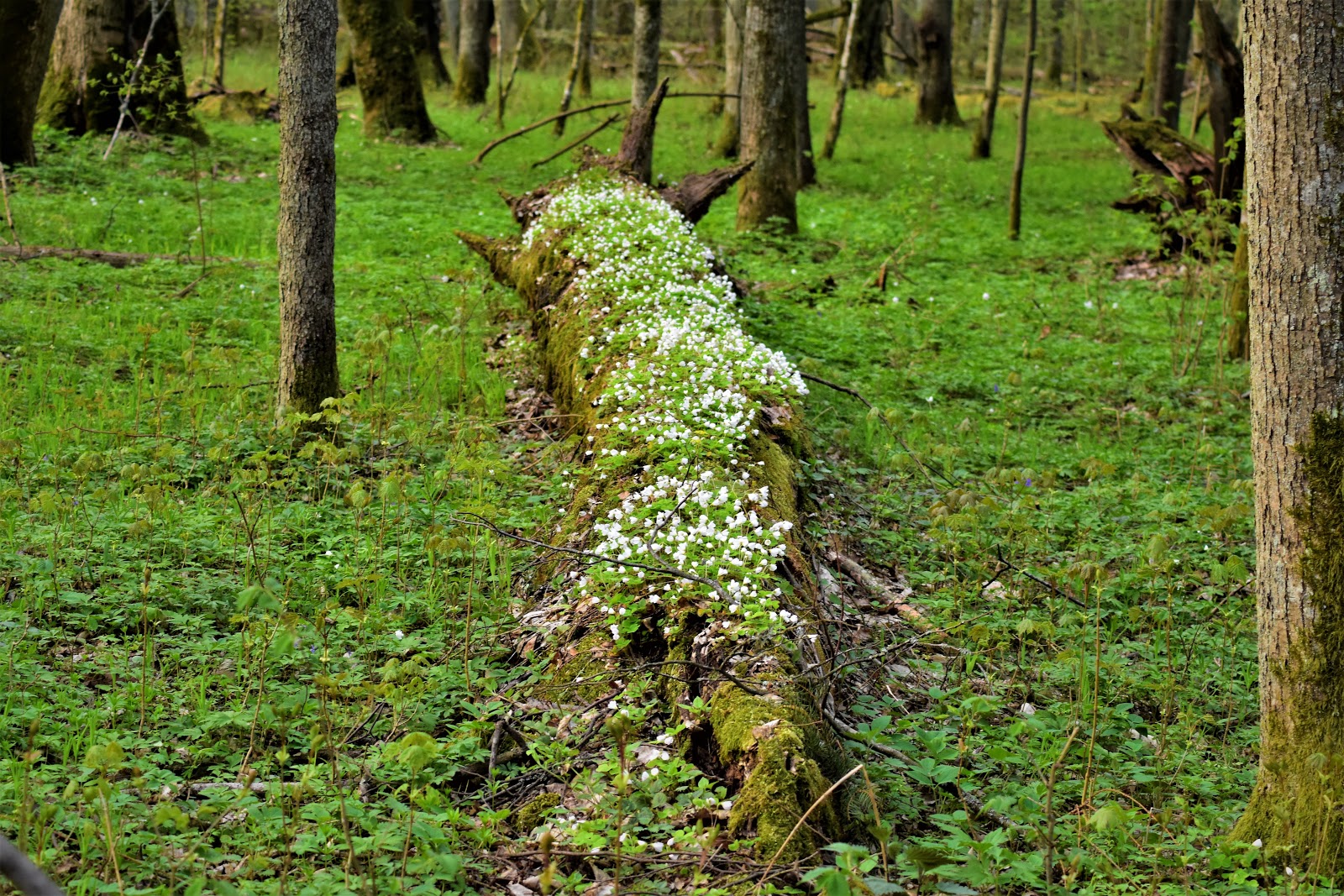 Puszcza Białowieska Maj w Puszczy