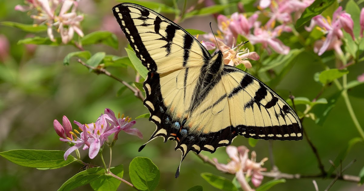 Canadian Swallowtail Butterfly (?)