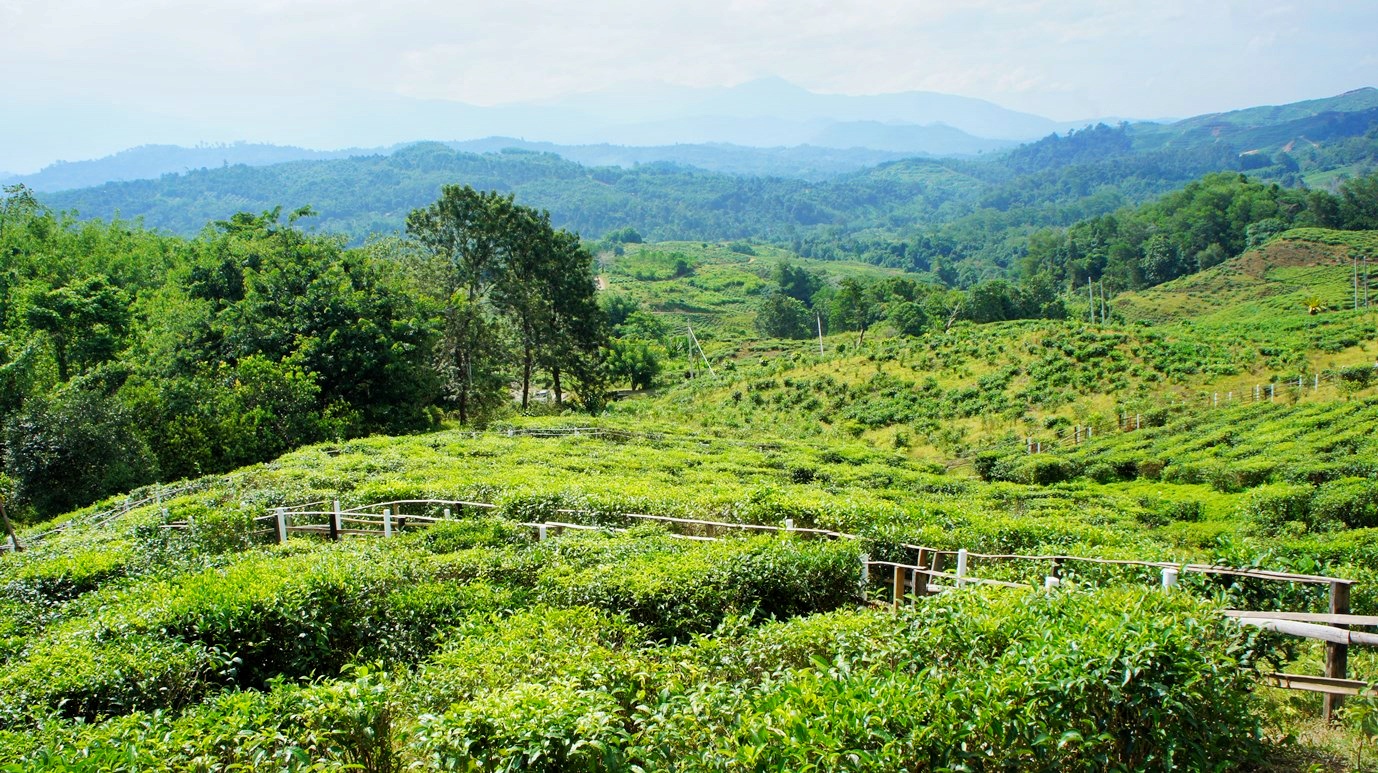 Me, You, Other, Site: Malaysia - Sabah - Ranau (Sabah Tea Garden