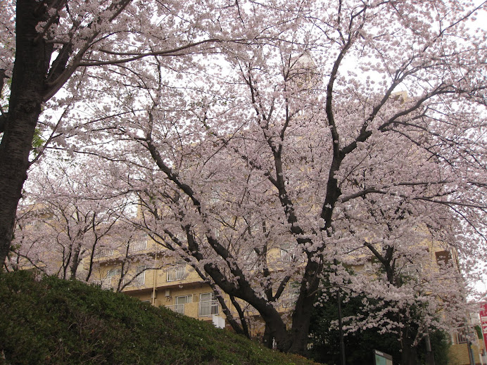 横浜青葉区の公園の桜