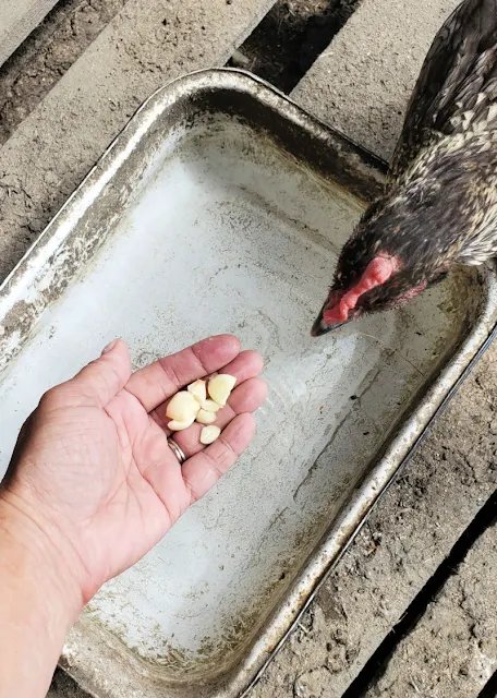 chicken looking at handful of garlic